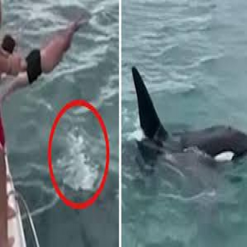 a-tourist-who-jumped-and-swam-near-the-'orca'-whale..-the-adventure-lover-was-fined.