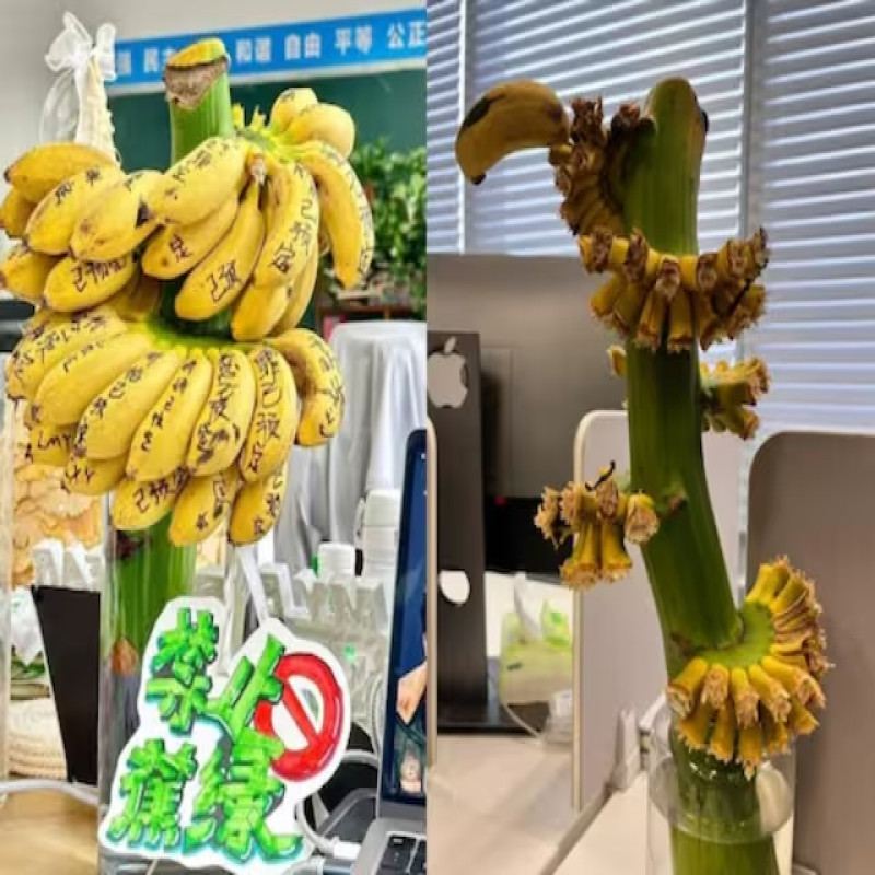 chinese-grow-'bananas'-on-office-desk---photos-go-viral