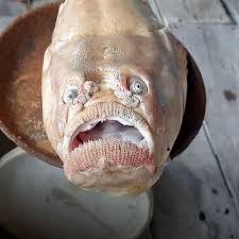 human-face-fish