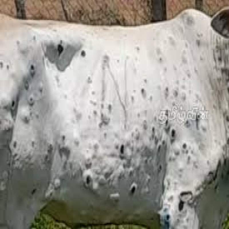 new-outbreak-of-cattle-disease:-farmers-worried