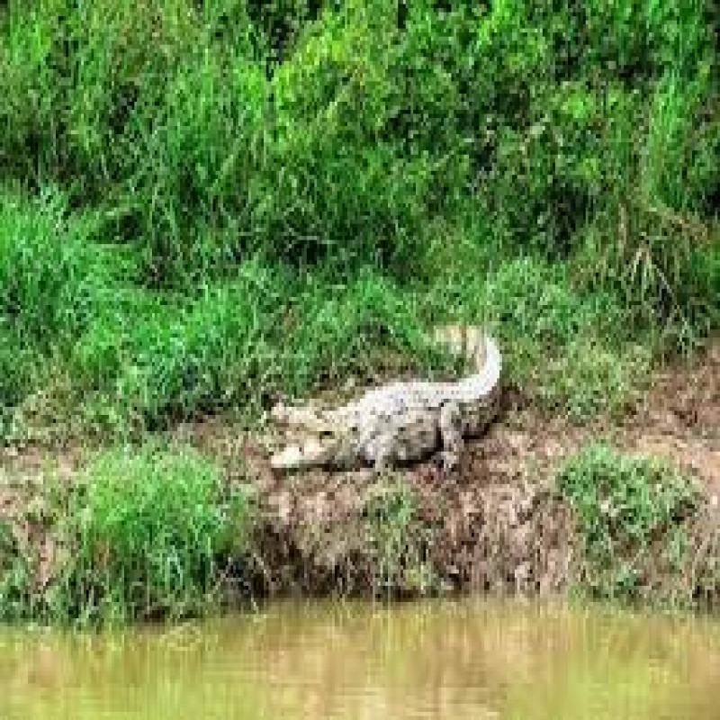 danger-of-crocodiles-invading-people's-residences..!-the-people-of-ampara-are-in-fear