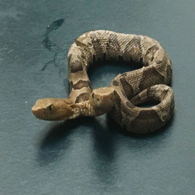 do-you-know-how-a-double-headed-snake-bites---rival-video