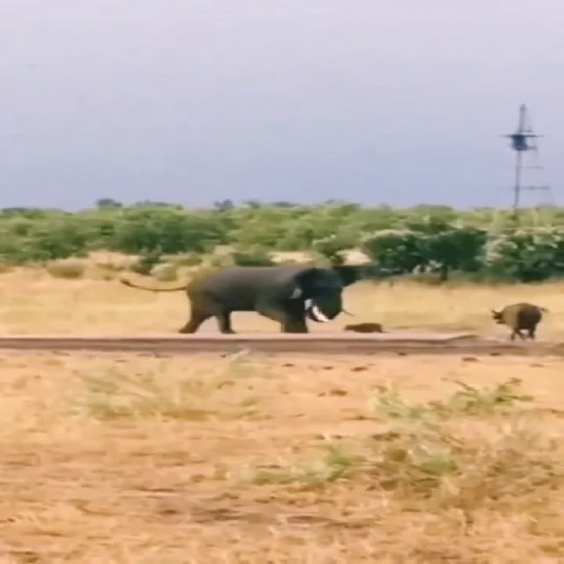 the-elephant-ran-to-see-the-calf