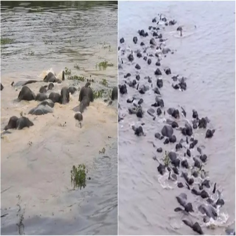 a-herd-of-elephants-swimming-across-the-river..---rare-video