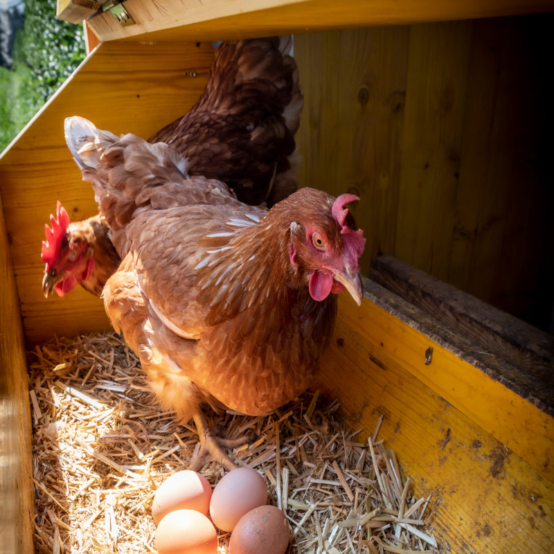 a-warning-to-chicken-and-egg-eaters