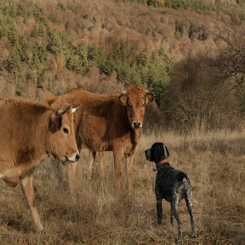 a-dog-that-solved-a-cow-fight---viral-video