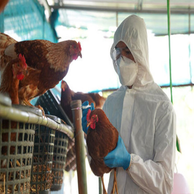 avian-flu-in-the-united-states-warning-for-peoples