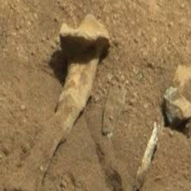human-skeleton-found-in-the-main-part-of-colombo