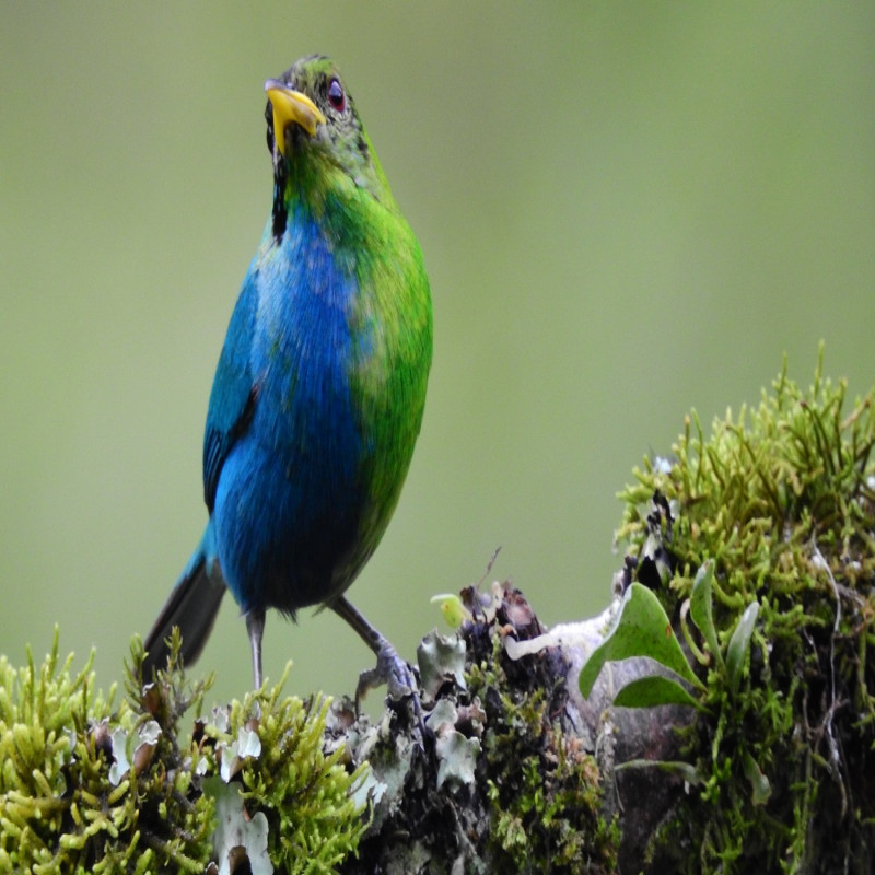 did-you-know-that-birds-are-transgender-too---viral-video