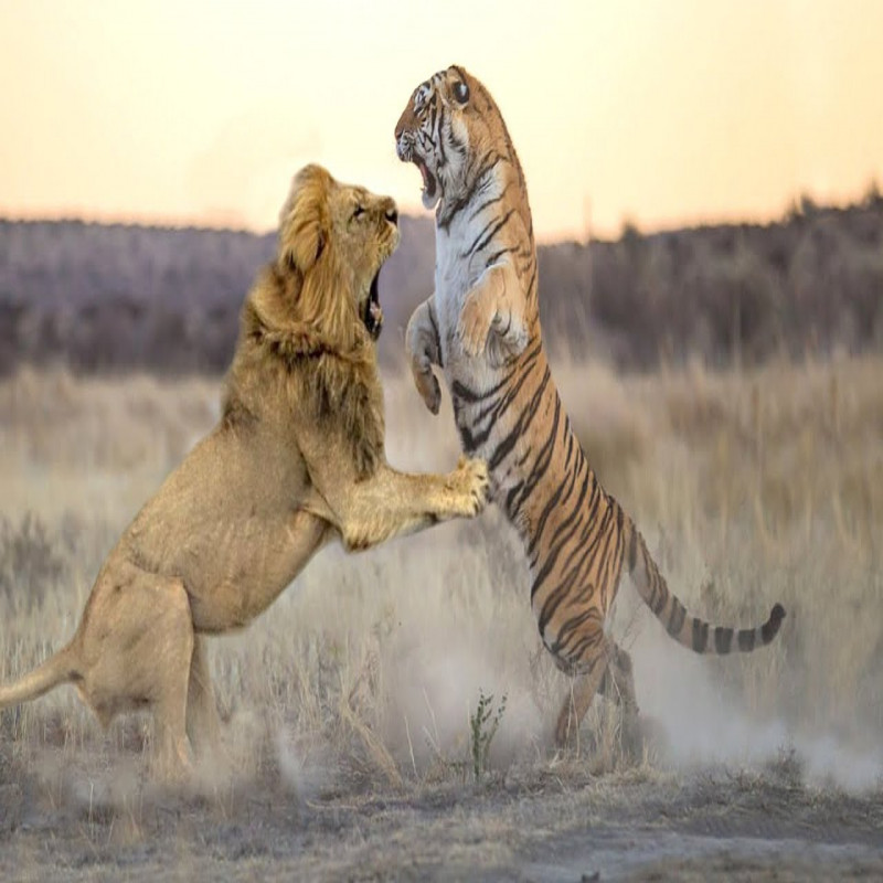 clash-of-tiger---lion!-dog-that-bravely-blocked---viral-video