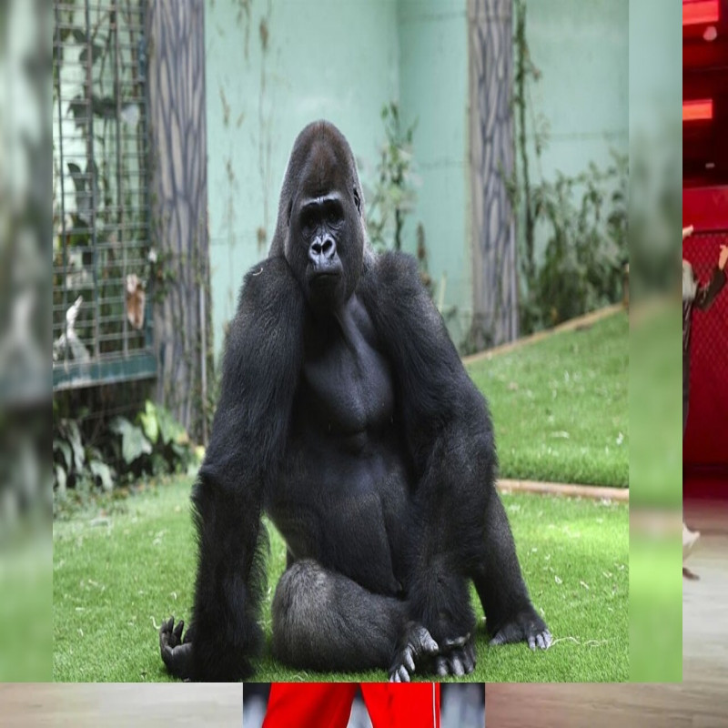 resilience-by-gorilla's-action:-viral-video