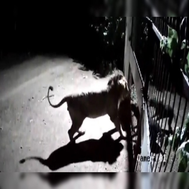 dogs-facing-lions..-viral-video