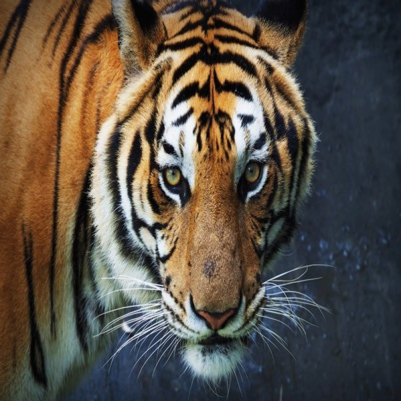 girl-says-tiger-is-my-life-mate---viral-video