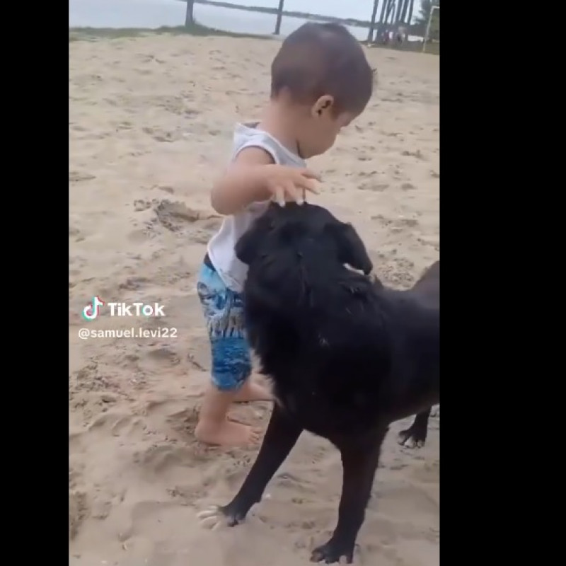a-dog-protecting-a-child-with-care---viral-video