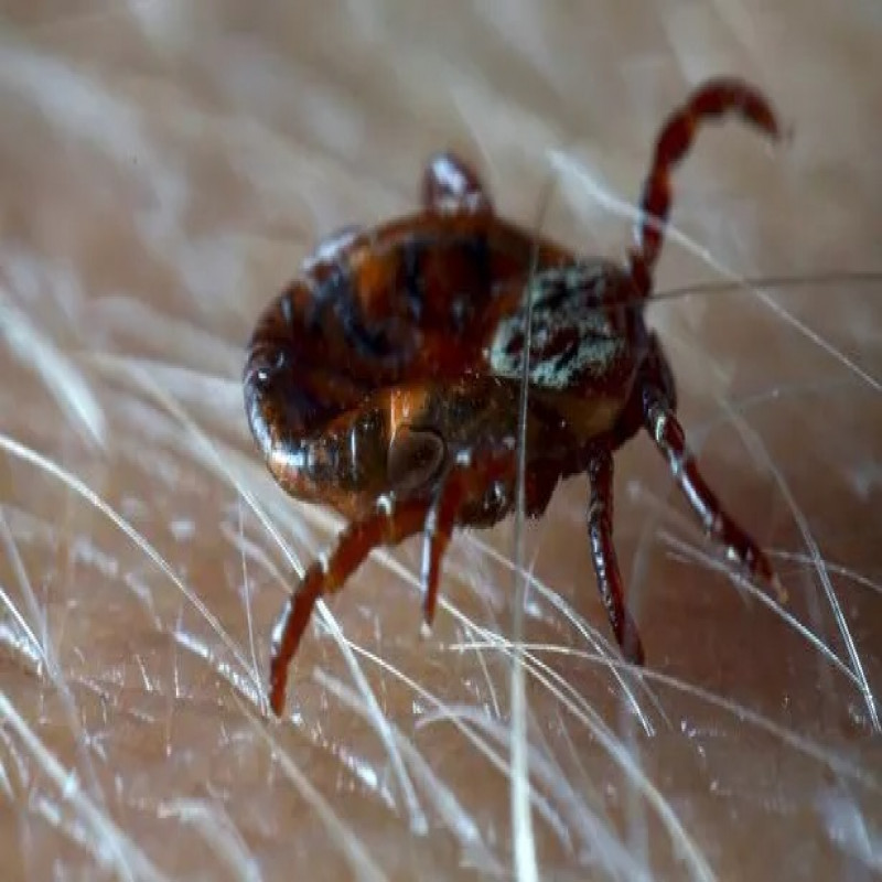 a-virus-that-causes-deadly-brain-infections---discovered-in-humans-for-the-first-time!