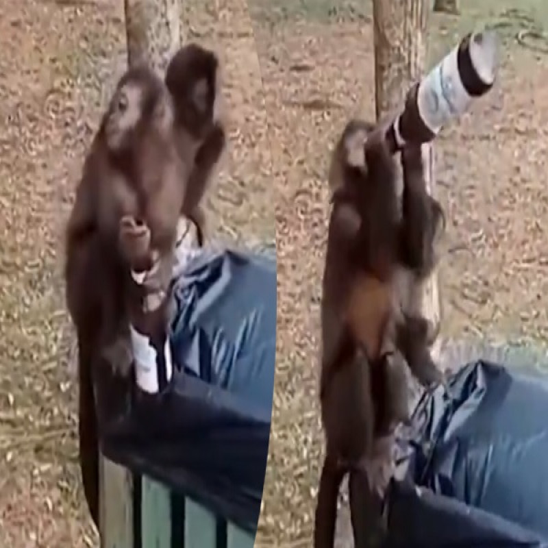 monkey-drinks-beer-funny-viral-video