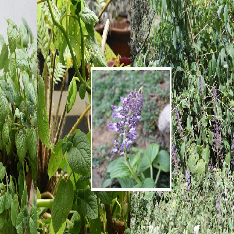 new-plant-species-discovered-in-sri-lanka