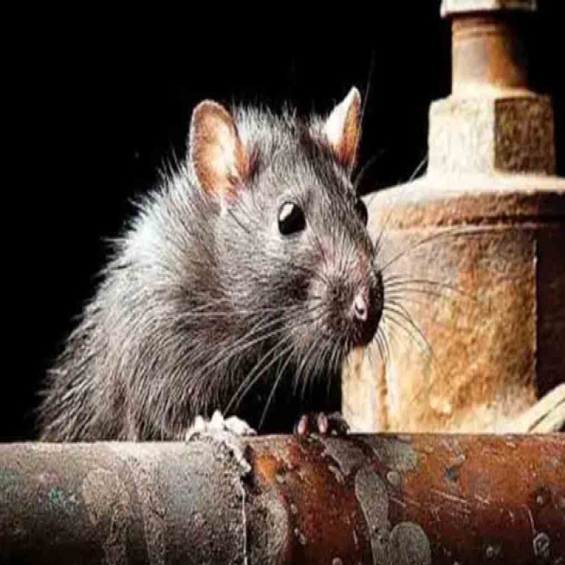 rat-fever-also-in-vavuniya-transfer-to-jaffna