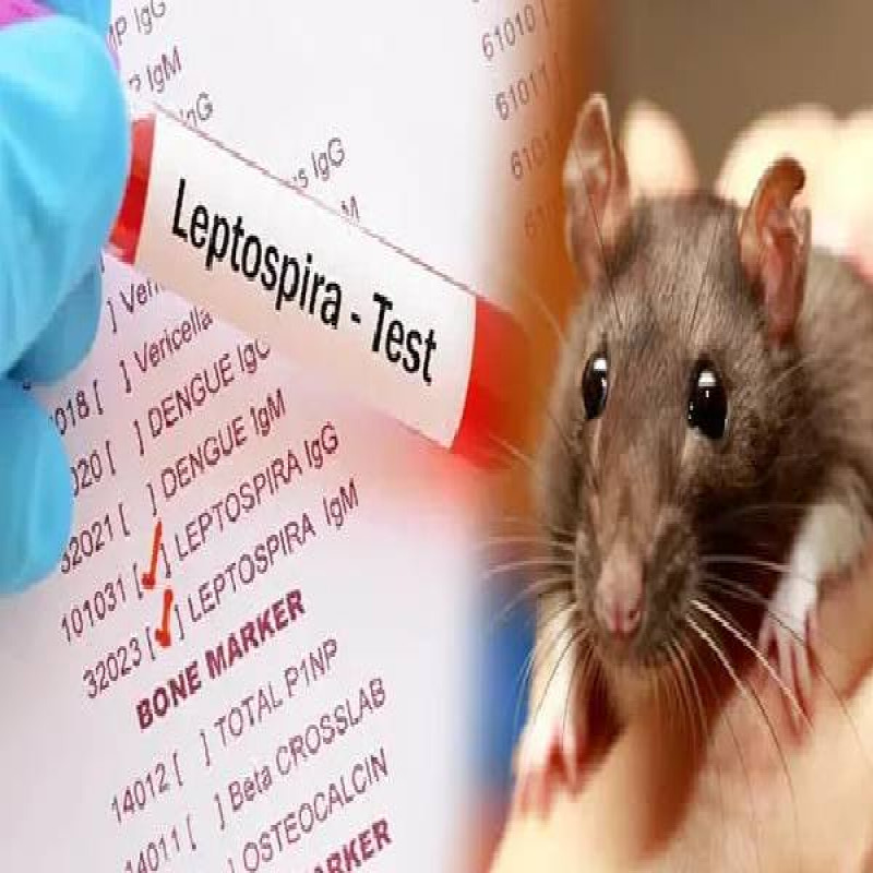 rat-fever-on-the-rise-in-jaffna