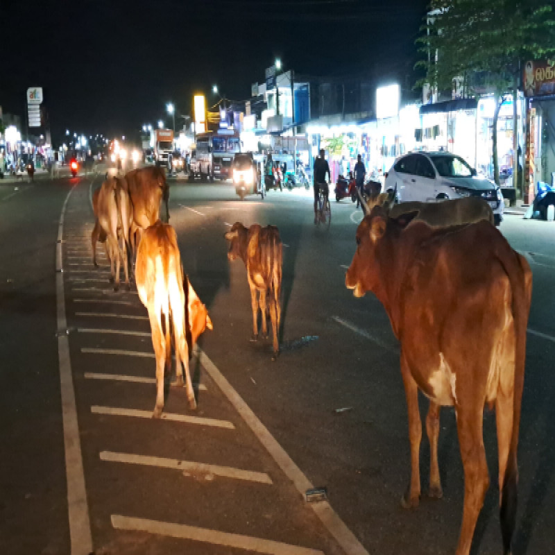 warning-issued-to-cattle-owners-in-the-north