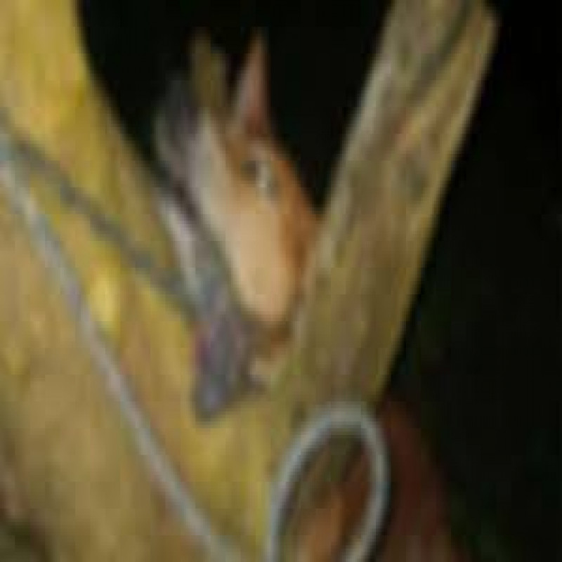 woman-arrested-over-social-media-post-hanging-dog