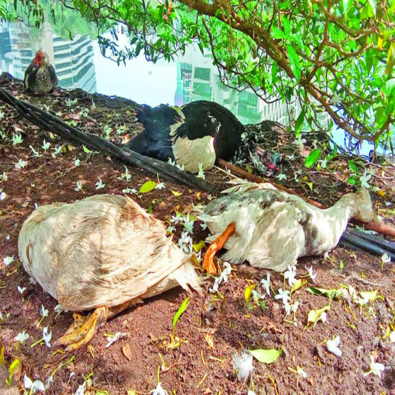 birds-found-dead-in-pera-lake---cause-revealed