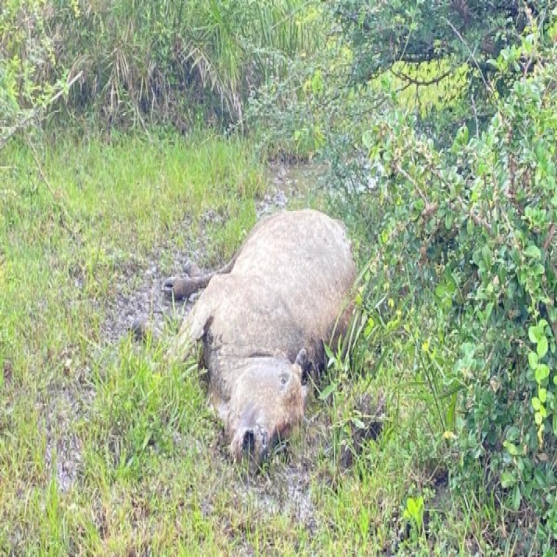 cattle-die-due-to-lack-of-grazing-land-in-mannar-district