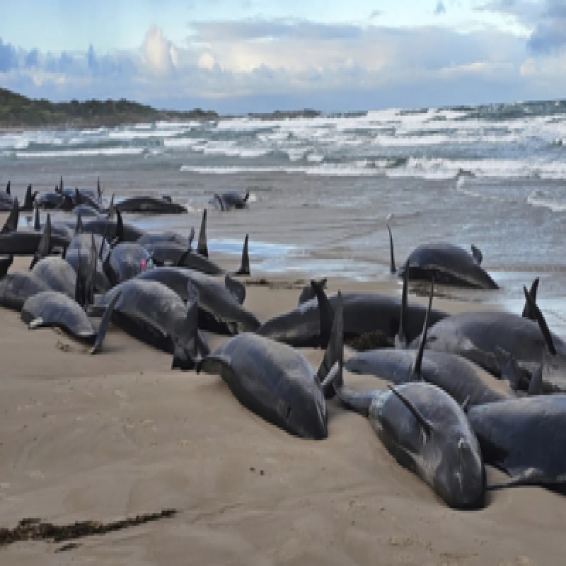more-than-150-whales-stranded-on-australian-coast