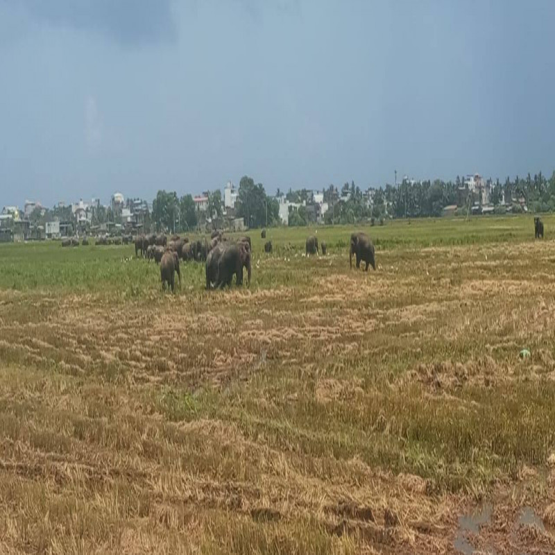 man-surrounded-by-a-herd-of-elephants:-tension-in-ampara