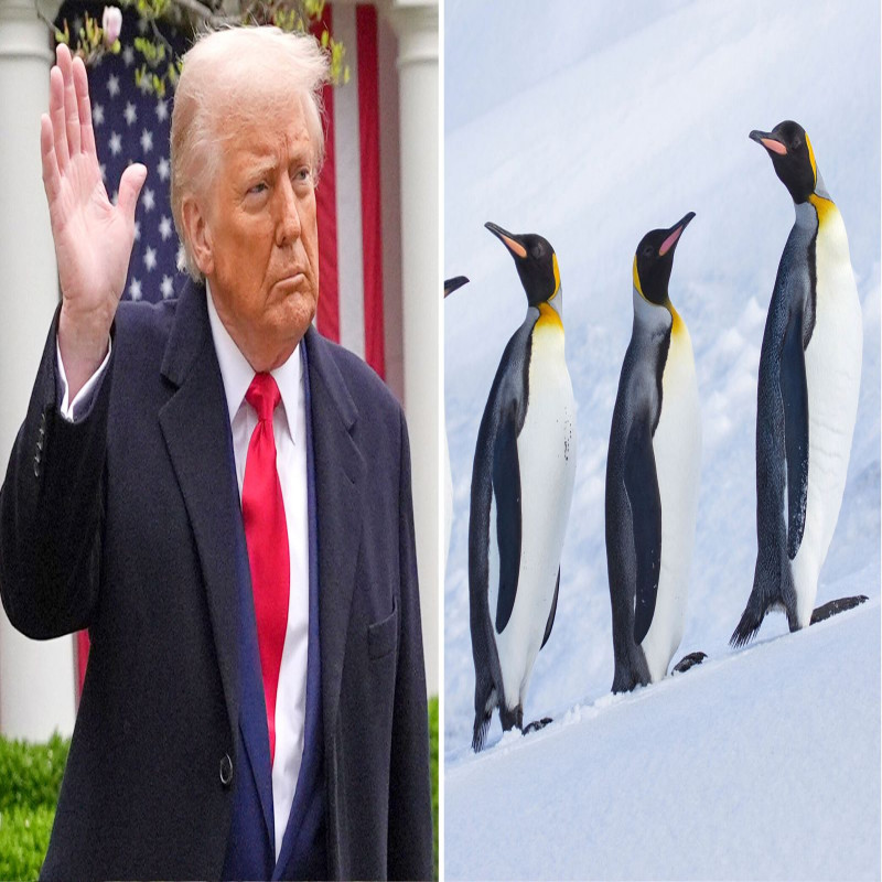will-we-pay-taxes-too--penguins-shocked-by-trump's-order!