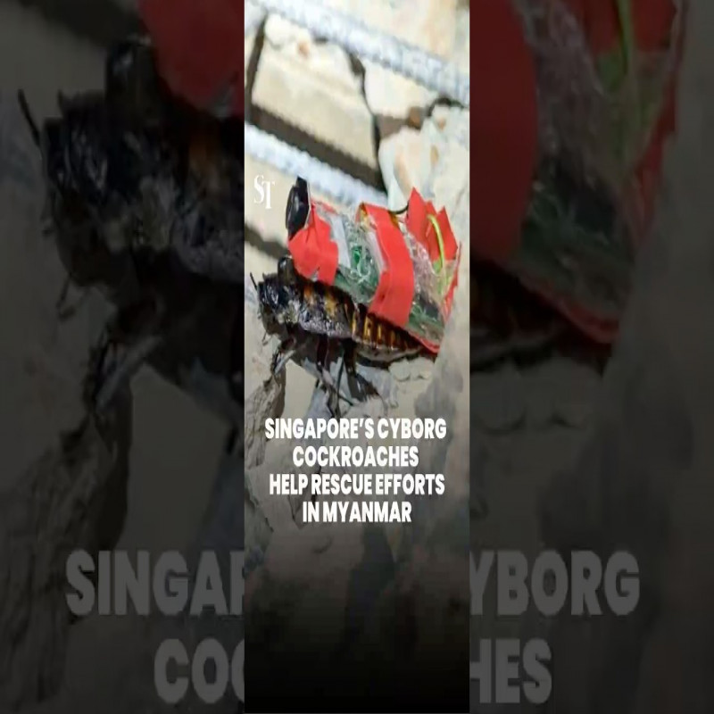 singapore-sent-cockroaches-to-myanmar-for-rescue-work..!