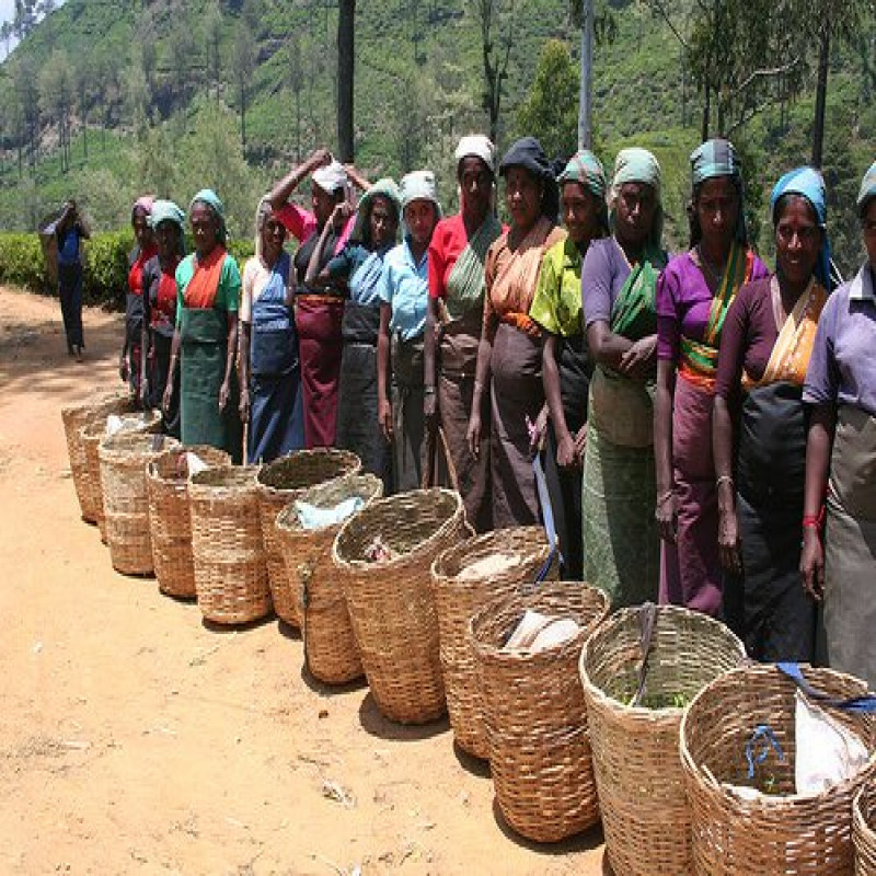 tea-workers-in-srilanka
