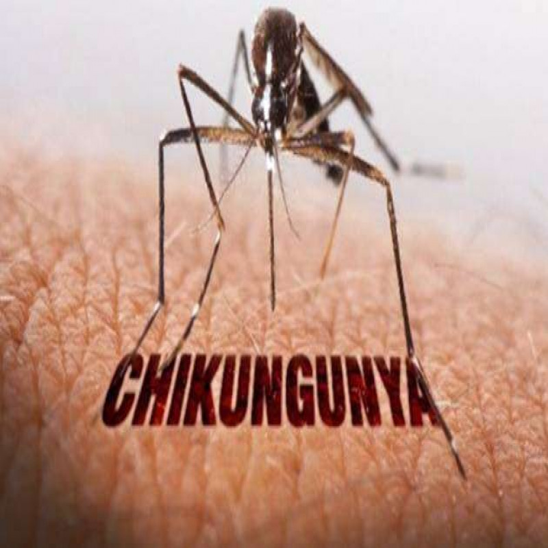 'chikungunya-active-in-sri-lanka-after-16-years..'-:-professor-special-request