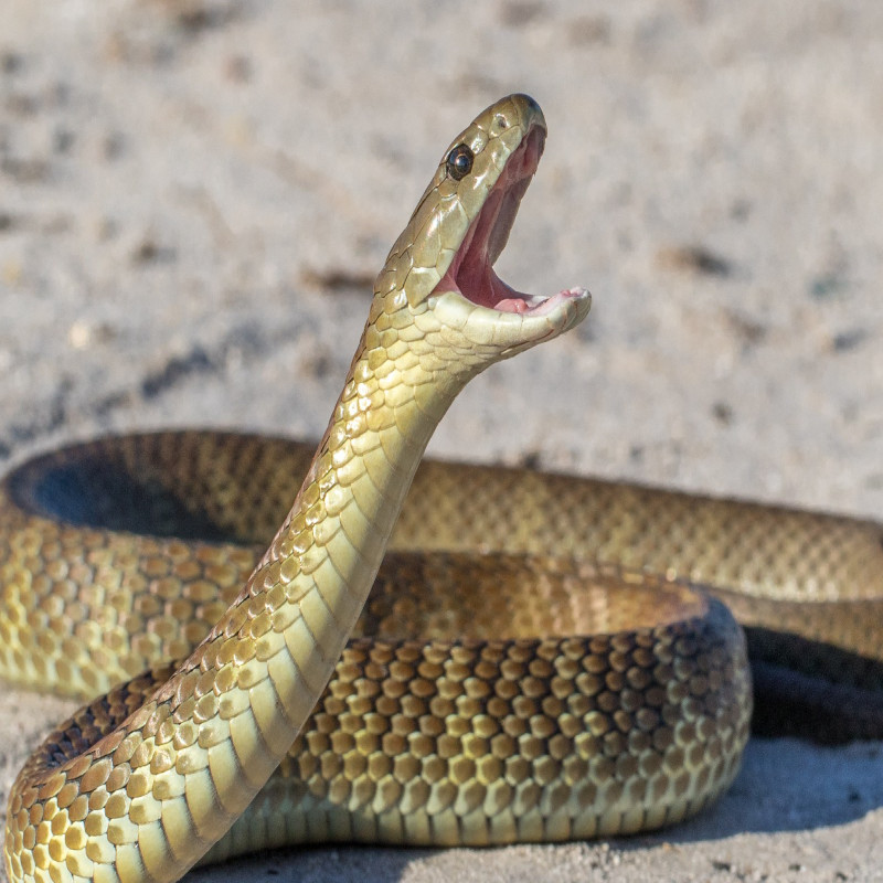 tragedy-in-batticaloa:-the-father-of-two-children-died-after-being-bitten-by-a-snake